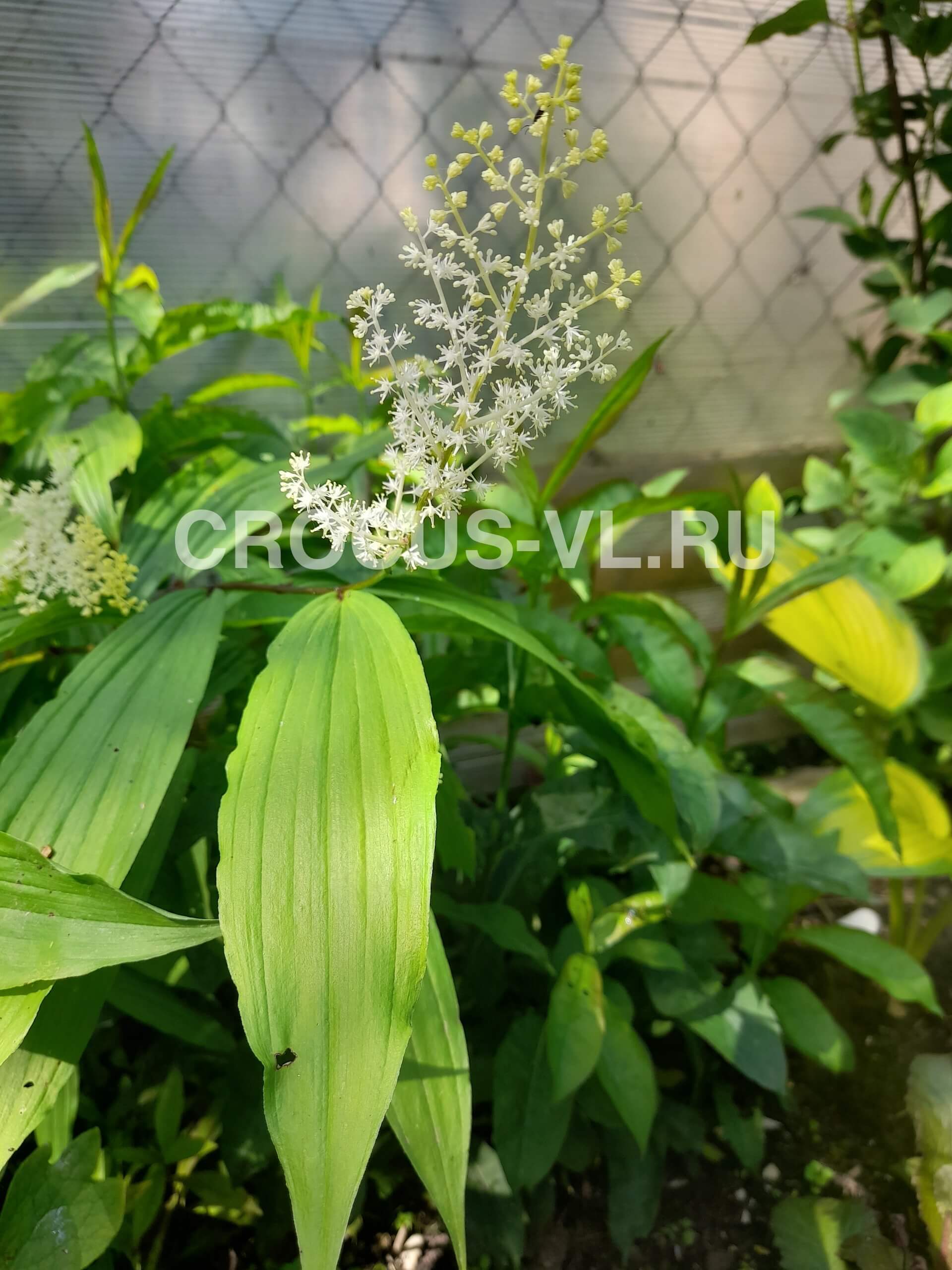 Смилацина волосистая